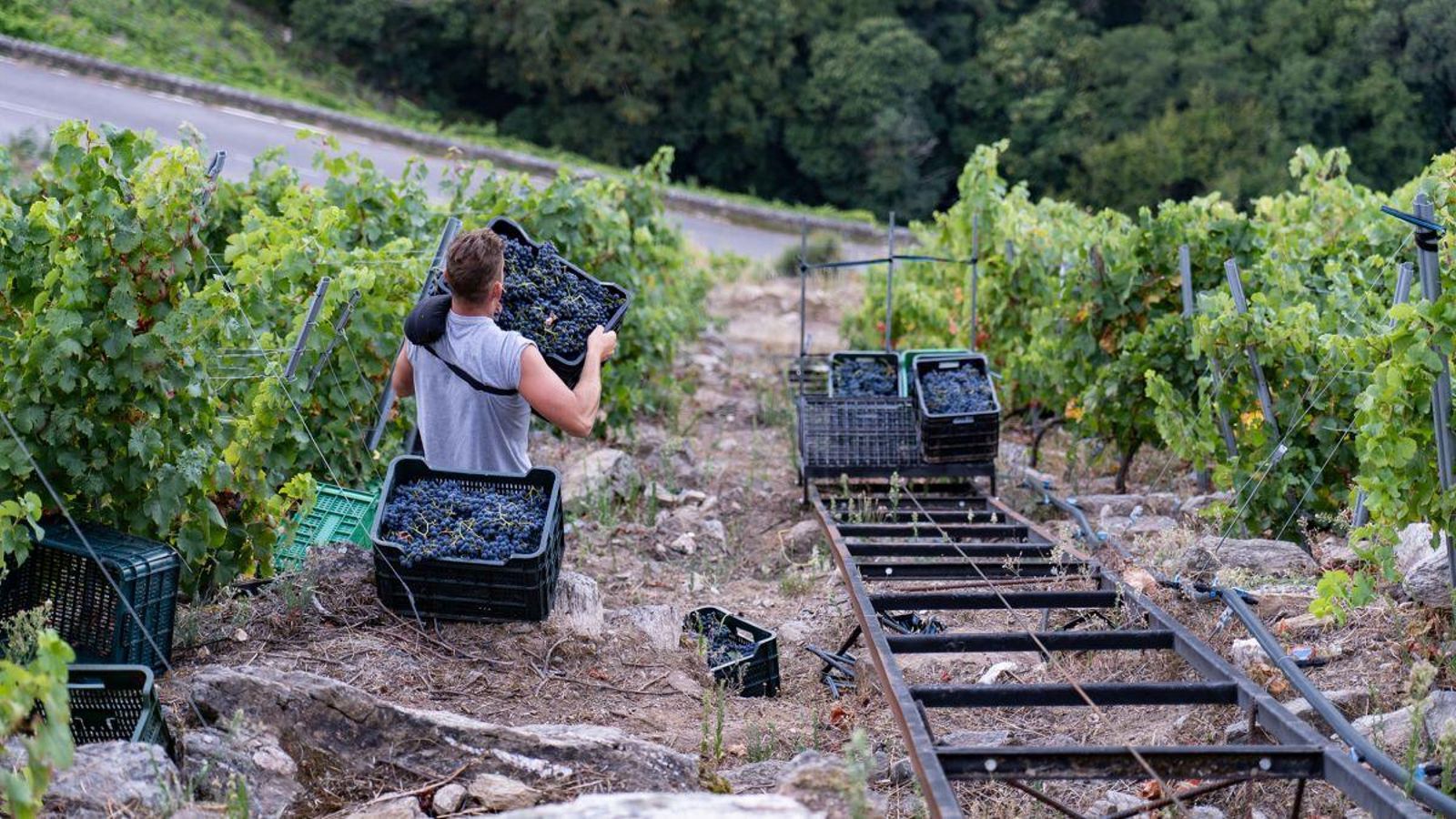 Grape Harvest in Ribeira Sacra