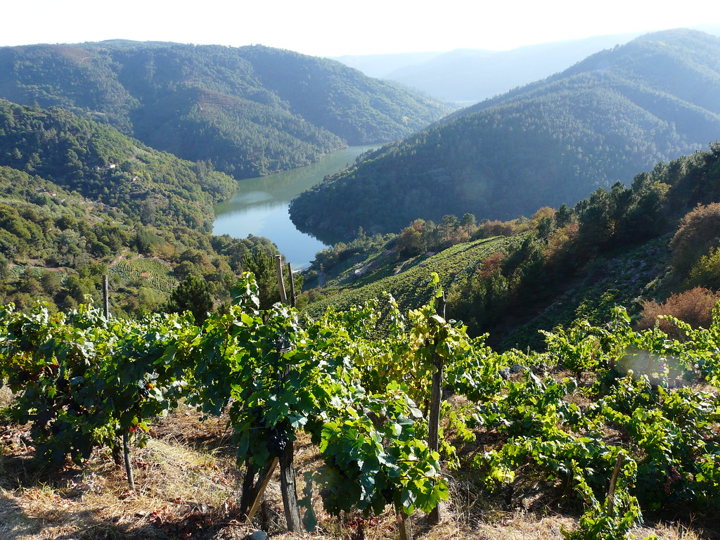 Galician Vines