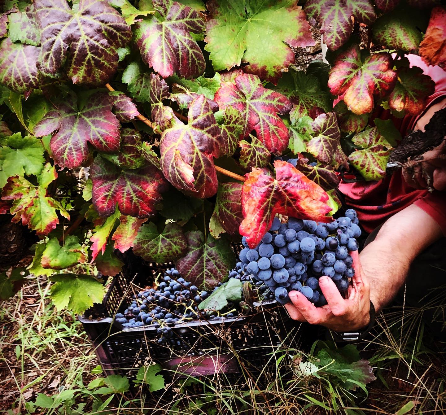 Grape Harvest at Alma Das Donas Winery