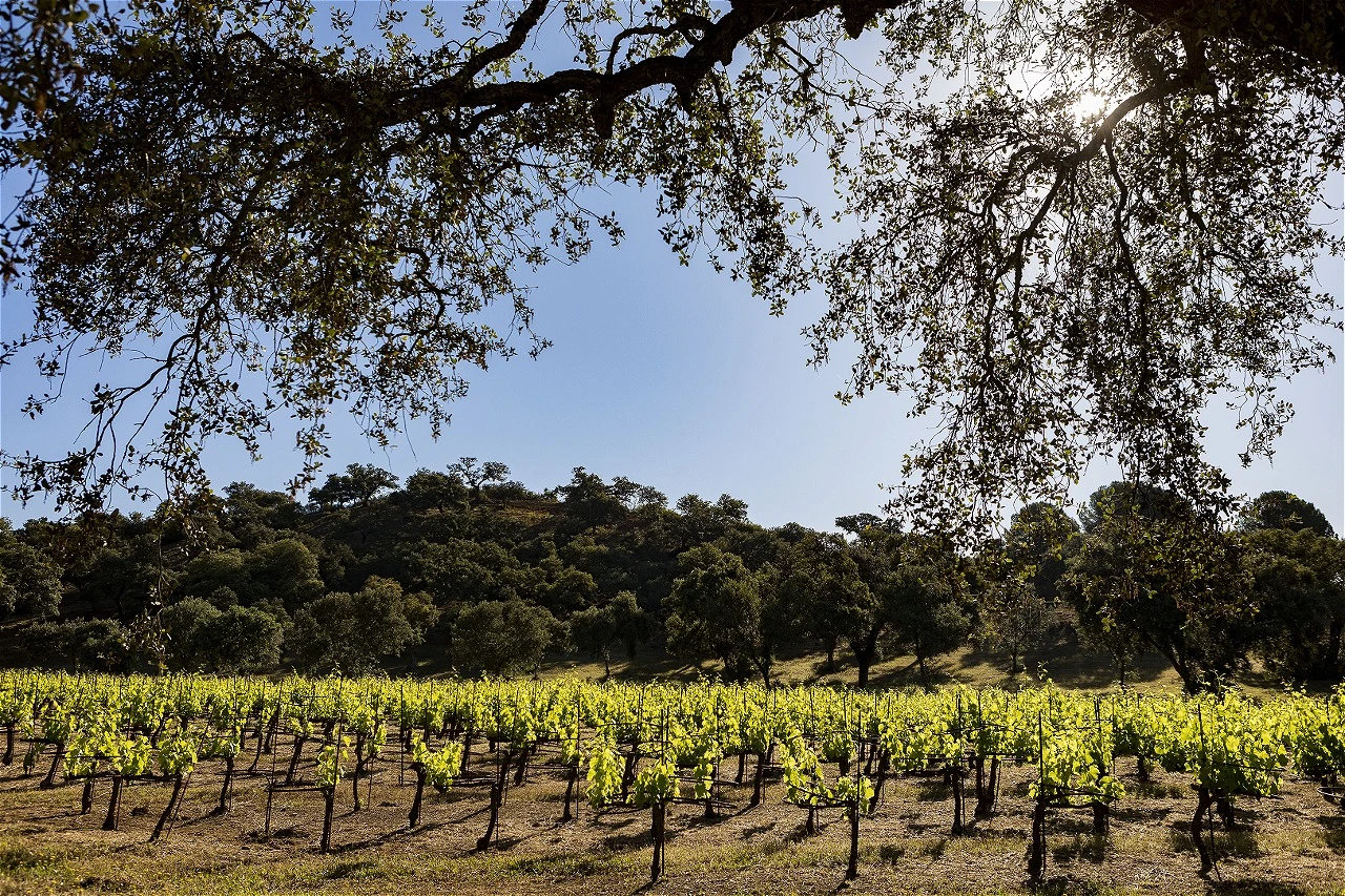 Bodega La Melonera